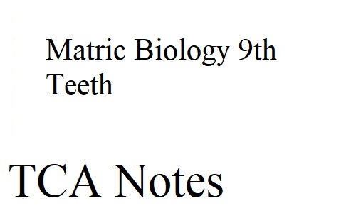 Matric Biology 9th Teeth
